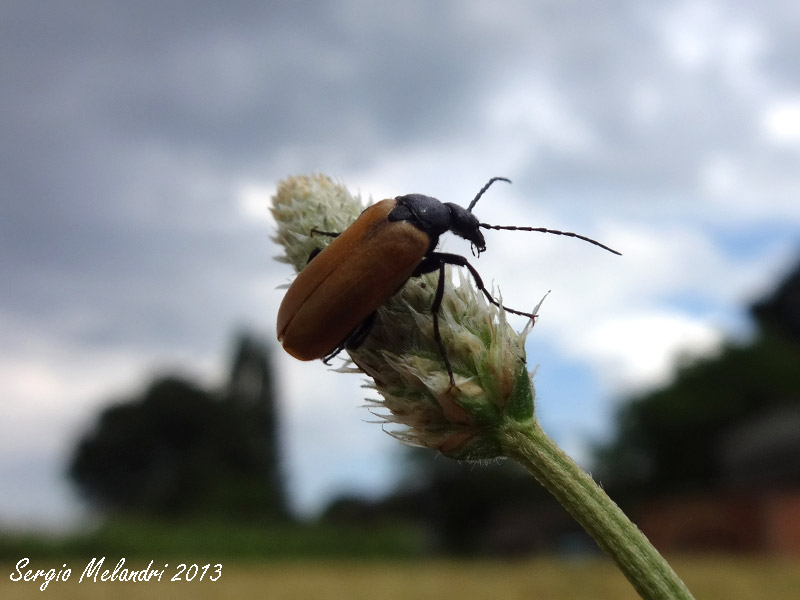 Meloidae da id.: Euzonitis quadrimaculata